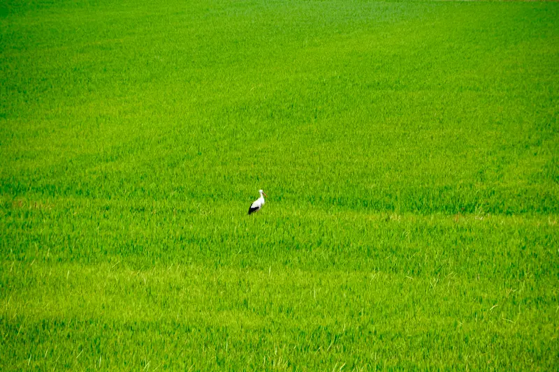 A white stork standing in a bright green rice field